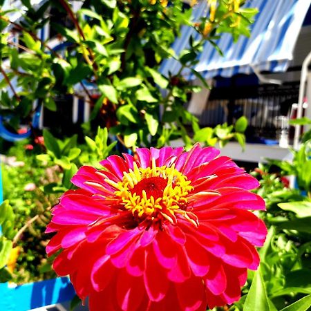 Zante Dahlia Otel Laganas Dış mekan fotoğraf