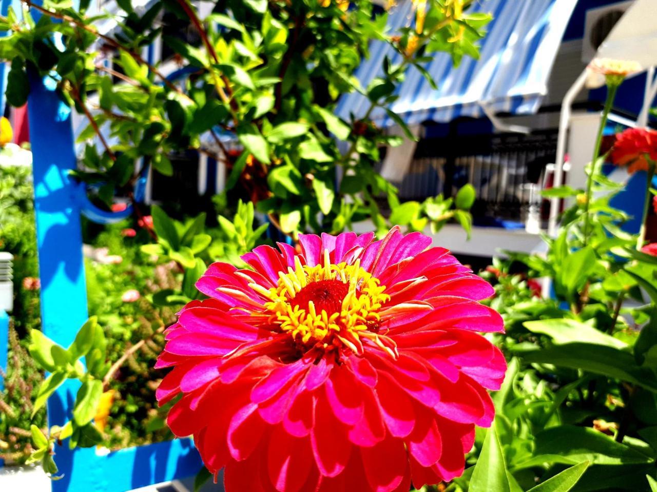 Zante Dahlia Otel Laganas Dış mekan fotoğraf