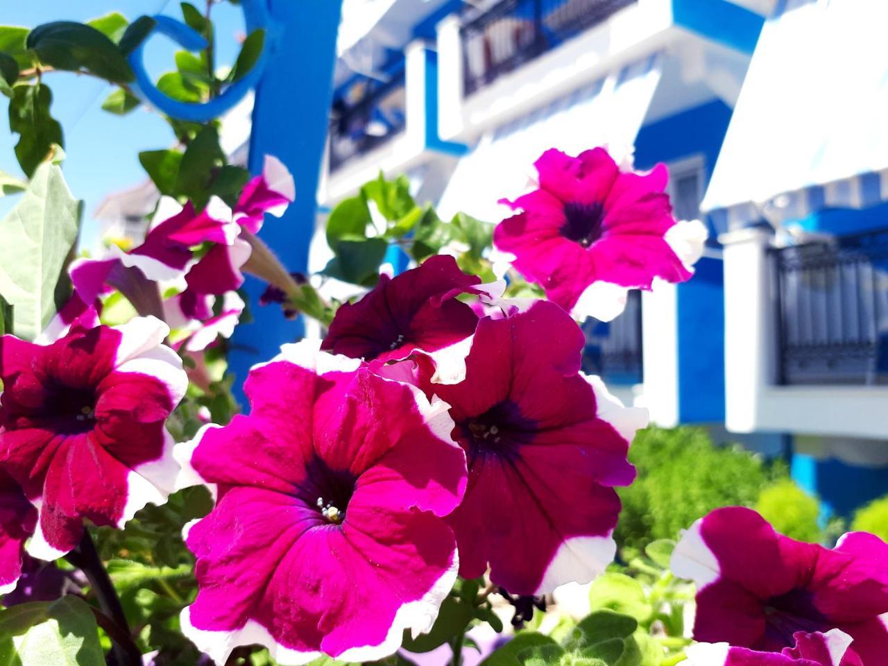 Zante Dahlia Otel Laganas Dış mekan fotoğraf