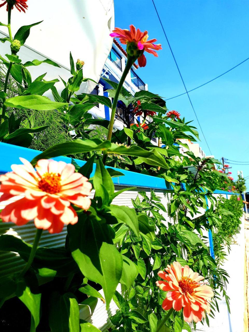 Zante Dahlia Otel Laganas Dış mekan fotoğraf