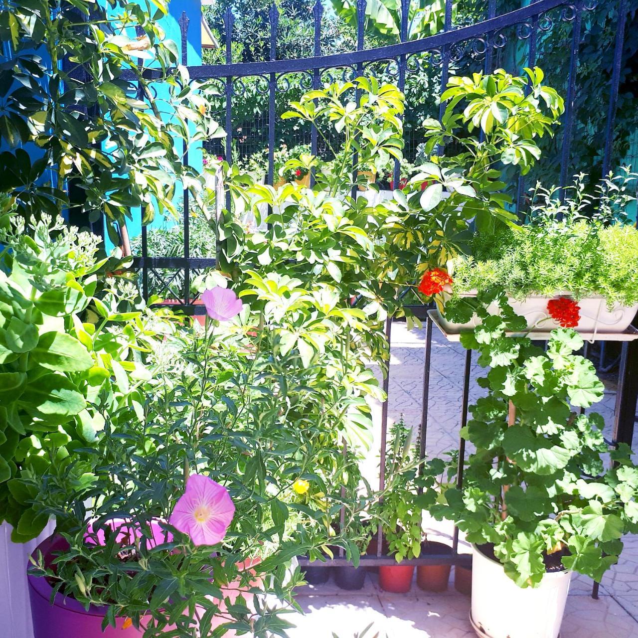 Zante Dahlia Otel Laganas Dış mekan fotoğraf