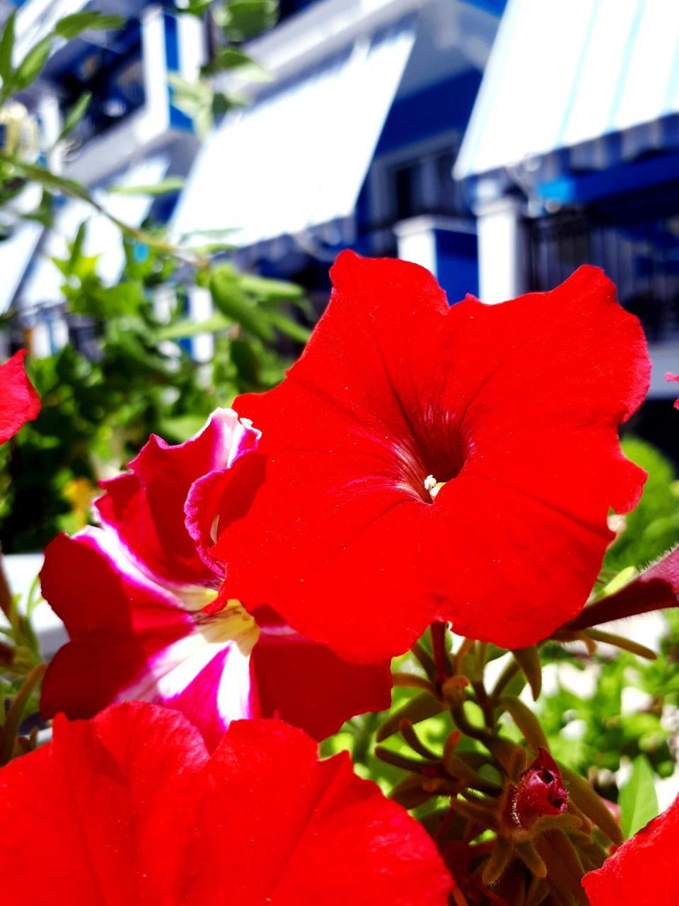 Zante Dahlia Otel Laganas Dış mekan fotoğraf