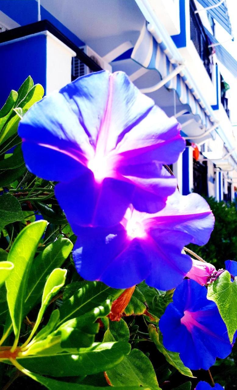 Zante Dahlia Otel Laganas Dış mekan fotoğraf