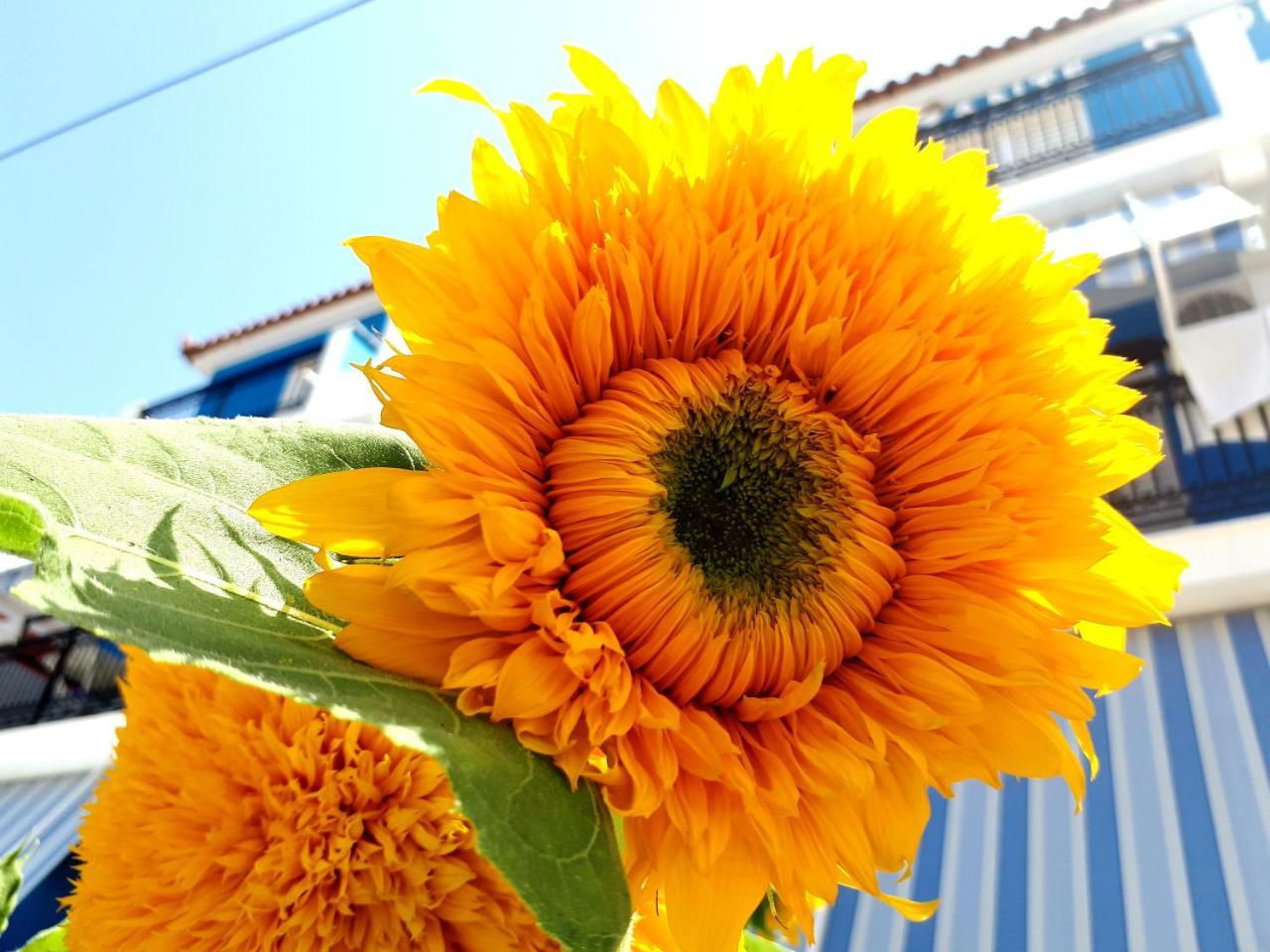 Zante Dahlia Otel Laganas Dış mekan fotoğraf